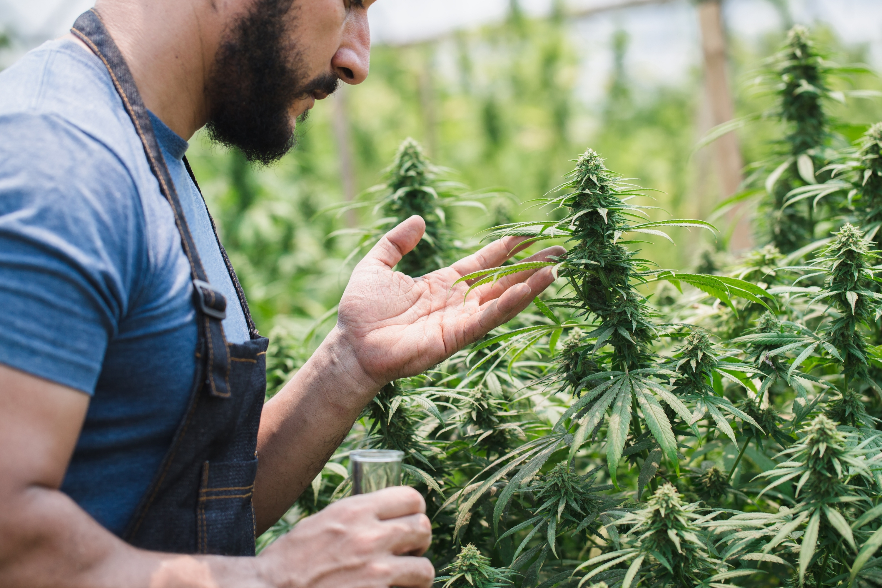What Is Craft Cannabis in Ontario?